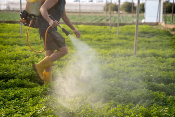 Best Ant Control Services  in Treasure Island, FL