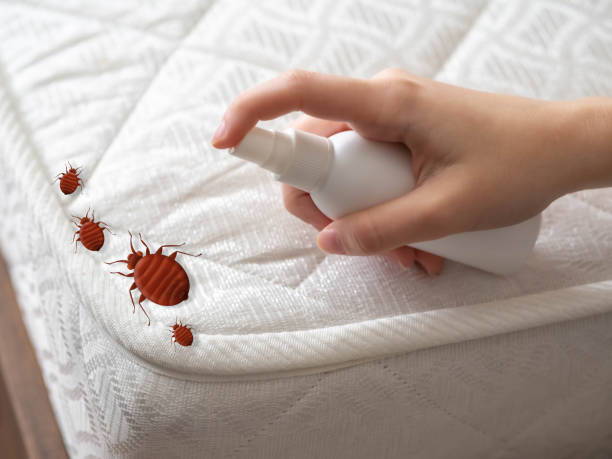 Best Residential Pest Control  in Treasure Island, FL