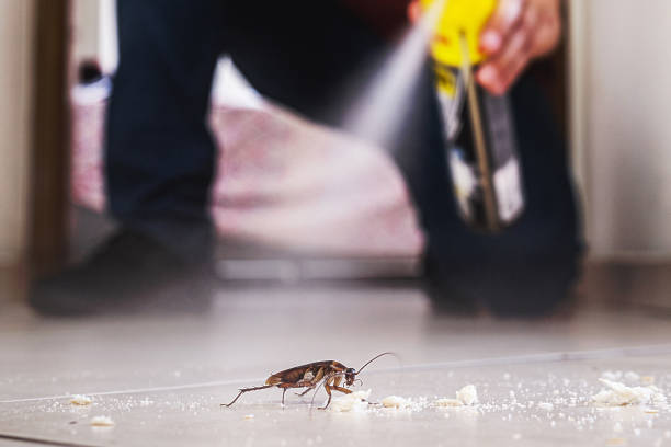 Best Pest Control Near Me in Treasure Island, FL