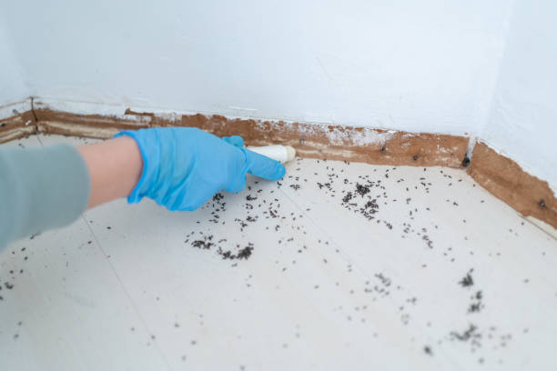 Best Mosquito Control Services  in Treasure Island, FL